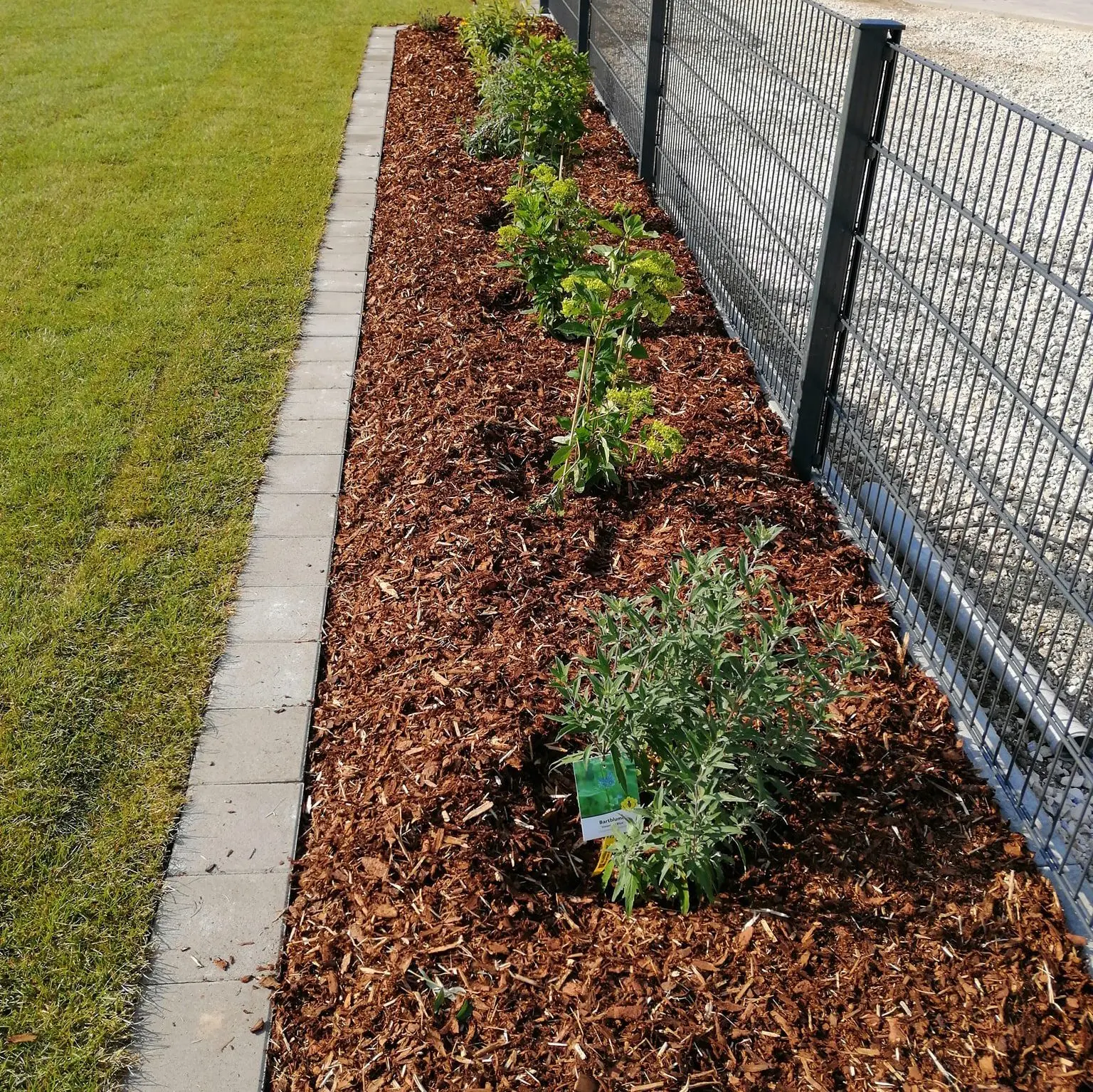 Ein Gartenbeet neben einem Metallzaun enthält mehrere kleine grüne Pflanzen, die gleichmäßig in Mulch verteilt sind. An das Gartenbeet grenzt ein ordentlich eingefasster Rasen.