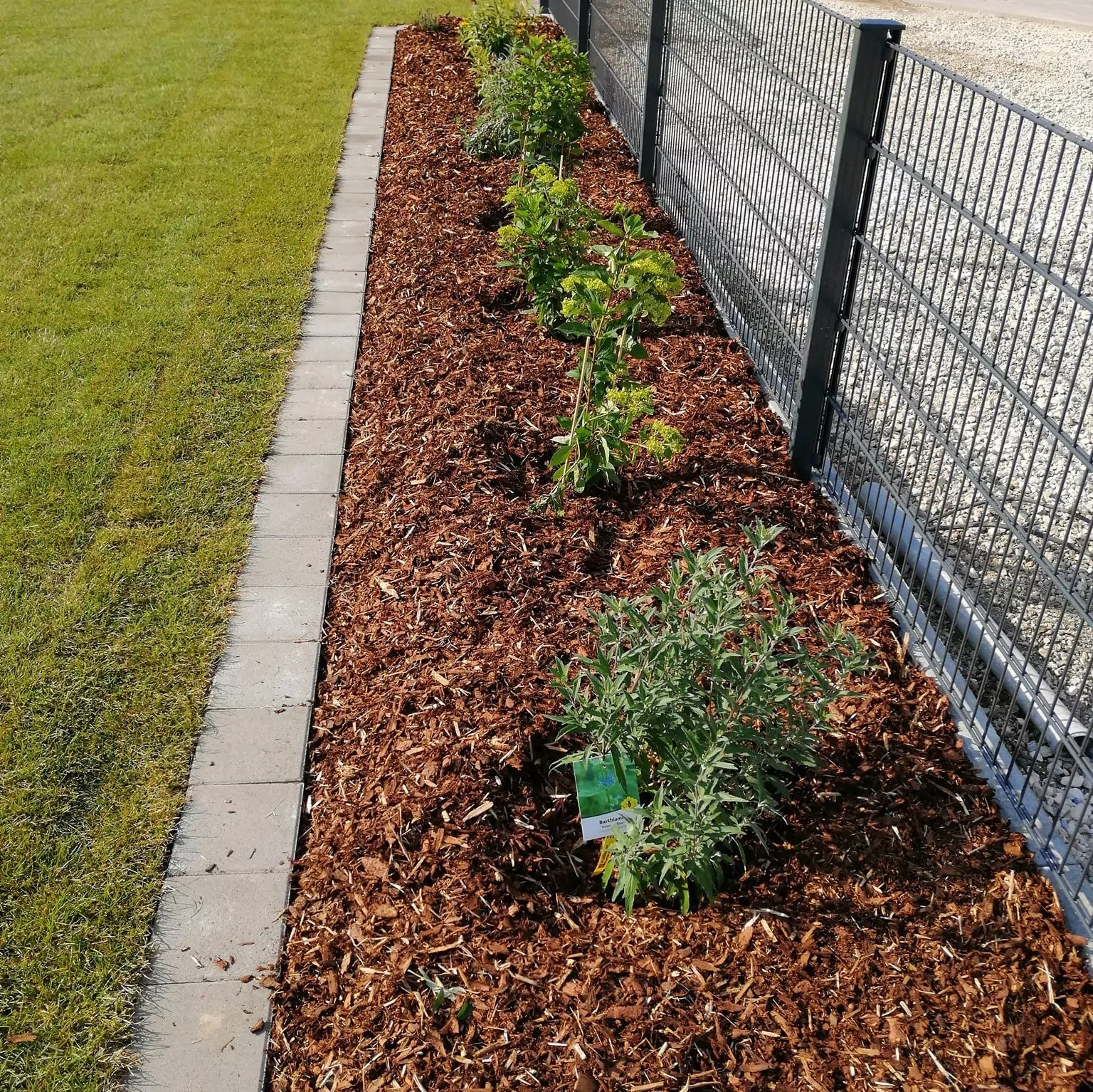 Ein Gartenbeet neben einem Metallzaun enthält mehrere kleine grüne Pflanzen, die gleichmäßig in Mulch verteilt sind. An das Gartenbeet grenzt ein ordentlich eingefasster Rasen.