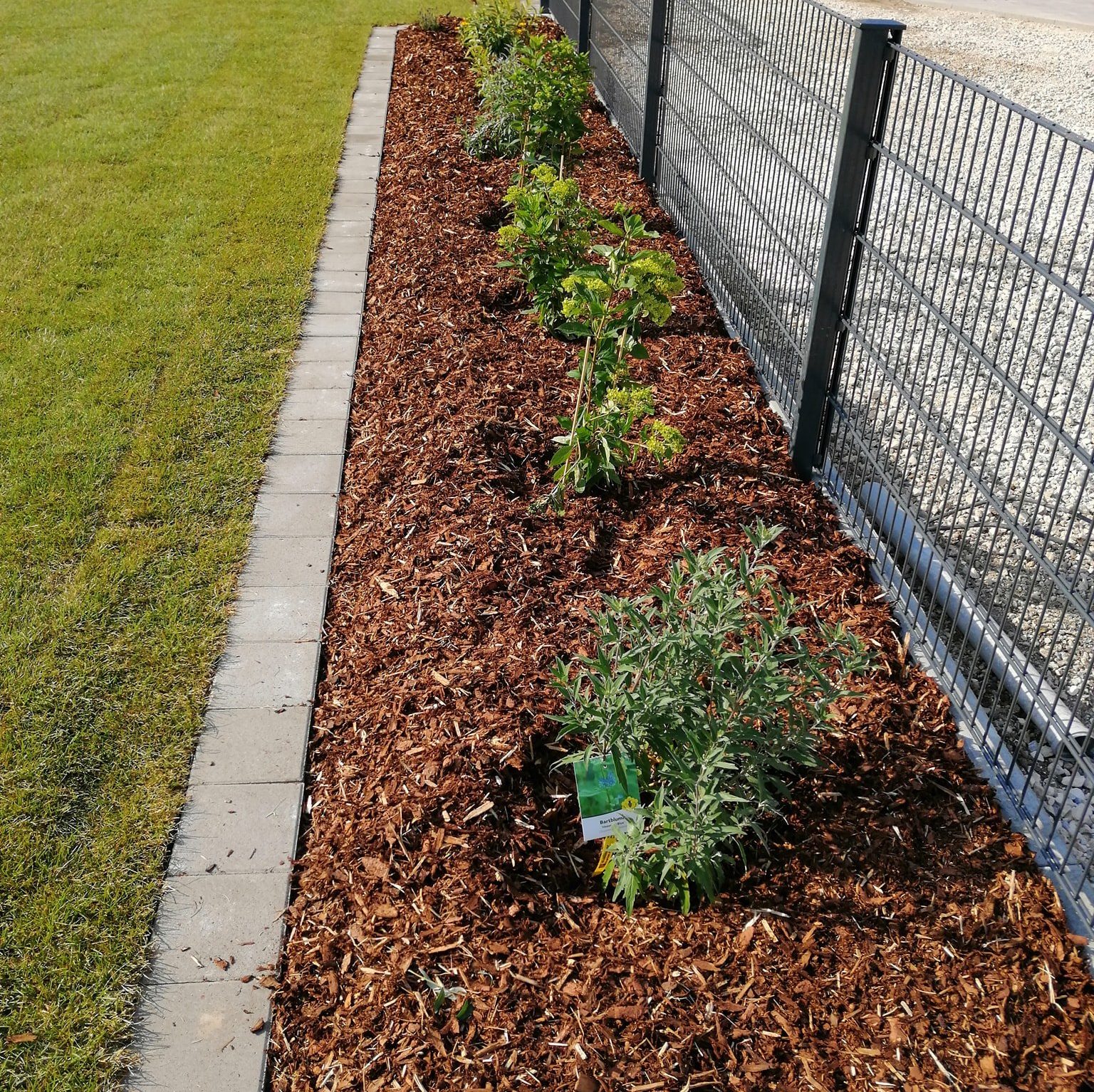 Gartenbeet mit Mulch und jungen Pflanzen entlang eines Metallzauns